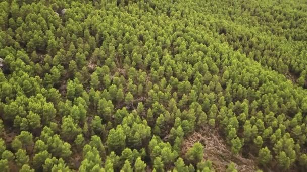 Dense Woodland Revealed Mountain Ranges Summertime Aerial Tilt — Vídeo de Stock