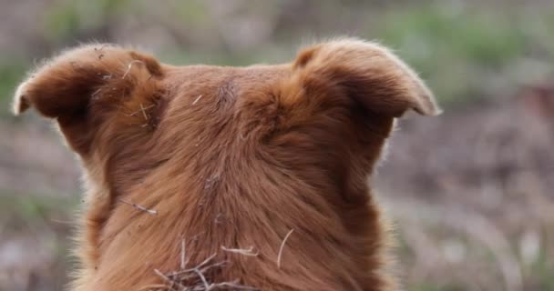 Perro Marrón Acostado Hierba Dar Vuelta Alejarse Cerca — Vídeos de Stock