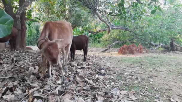 Close Calf Grooming Itself Termite Background Static — Stockvideo