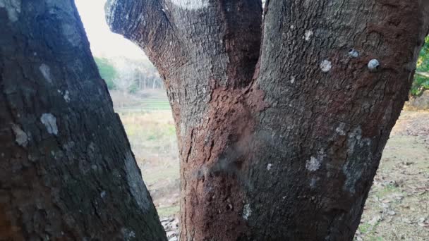 Zavřít Statický Záběr Ruky Tyčí Tahání Termit Kopec Kmene Stromu — Stock video