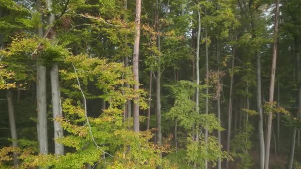 Autumn Misty Nature Forest Landscape Autumn Full Swing Drone Magnificent — стоковое видео