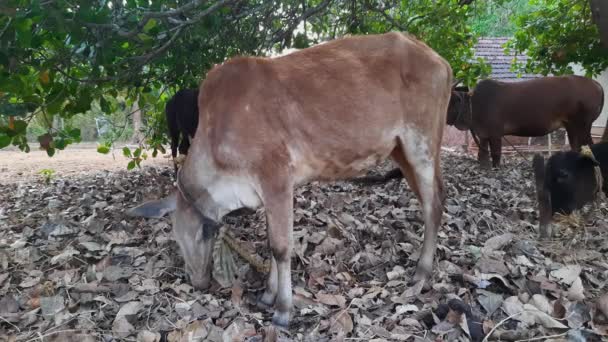 Static Shot Cows Tree Eating Dry Leaves — Vídeos de Stock