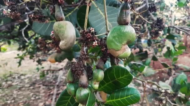 Primer Plano Toma Estática Anacardo Manzana Creciendo Árbol — Vídeo de stock