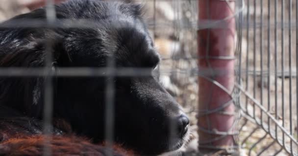 Чёрная Собака Внутри Клетки Смотрит Камеру Грустными Глазами Close — стоковое видео