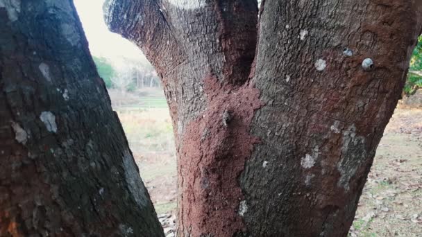 Close Static Shot Termites Termite Mound Tree Trunk — Stock video