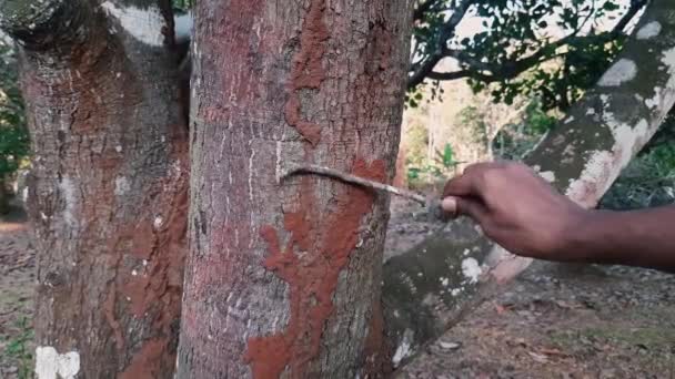 Hand Stick Pulling Termite Mound Out Tree Trunk Close Zoom — Videoclip de stoc