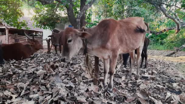 Primer Plano Estático Escena Rural Con Vacas Pie Acostadas Bajo — Vídeos de Stock