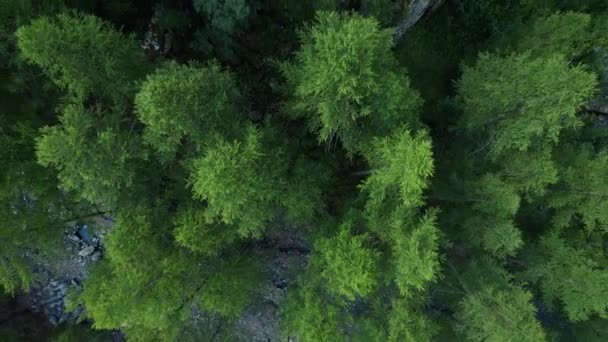 Vista Arriba Hacia Abajo Del Bosque Otoño Caída Del Bosque — Vídeos de Stock