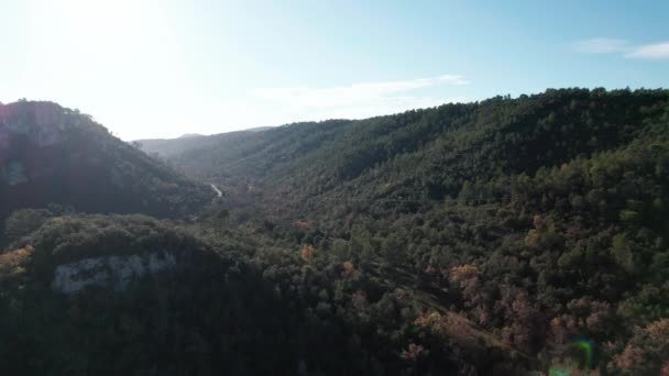 Вид Сосновый Лес Юге Германии Впервые Виден Видео Дрона Осенью — стоковое видео
