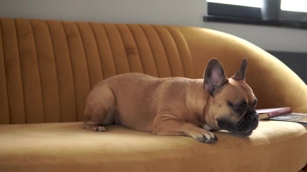 Angry French Bulldog Barking While Couch Home Close — Video Stock