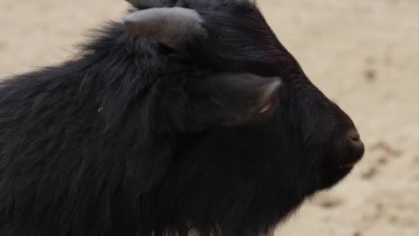 Rosto Uma Cabra Preta Jovem Uma Mastigação Jardim Zoológico Estimação — Vídeo de Stock