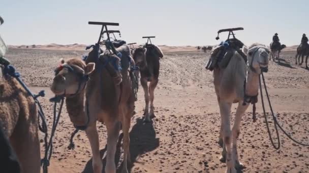 Caravan Camels Traveling Extreme Deadly Sahara Desert Handheld View — Stock Video