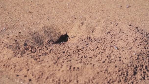 Sahara Silver Ant Nest Hot Sand Deadly Sahara Desert Handheld — Stock Video