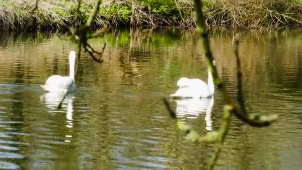 Schwäne Schwimmen Einem Schönen Teich Einem Sonnigen Morgen — Stockvideo