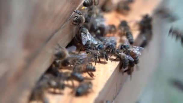 Honey Bees Flying Out Wooden Bee Hive Brining Carrying Pollen — Stock video