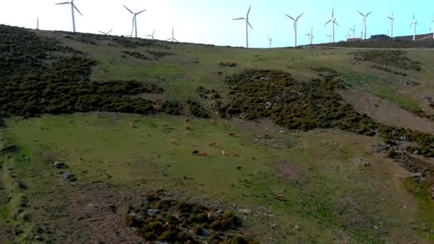 Cows Grazing Hillside Wind Turbines Spinning Ridgeline Miradoiro Curota Circle — Stock Video