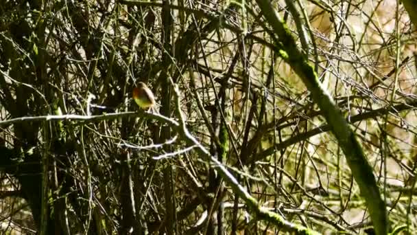 Small Bird Being Watchful Branch Dense Forest — Video Stock