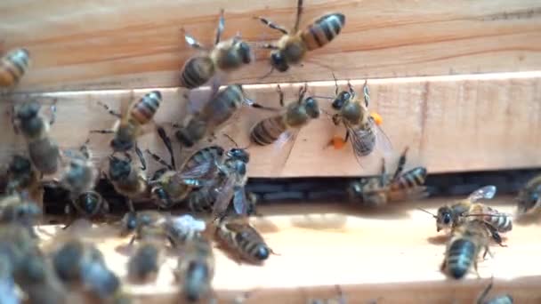 Honey Bees Flying Out Wooden Bee Hive Brining Carrying Pollen — Stock video