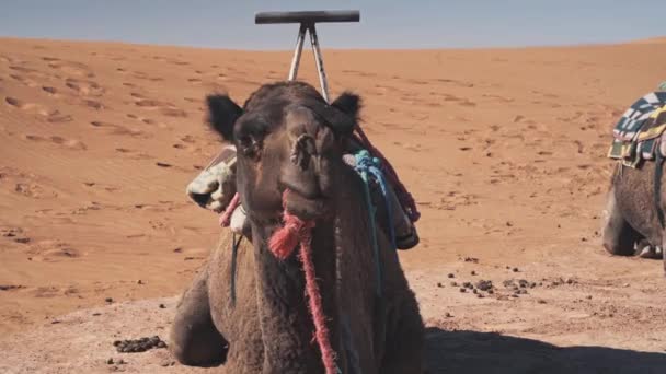 Camel Resting Hot Orange Sand Sahara Desert Close Handheld View — Stockvideo
