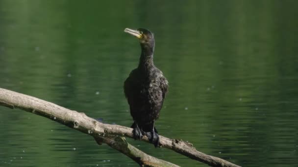 Single Cormorant Perched Branch Shakes Body Flaps Wings Dry — Stock videók