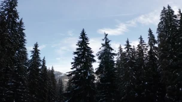 Jib Snow Covered Pine Trees Revealing Beautiful Landscape Winter — Video Stock