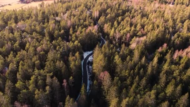 Winding Road Pine Tree Forest Late Winter Aerial Drone — ストック動画