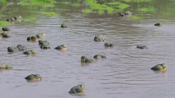 大群非洲牛蛙在博茨瓦纳卡拉哈里狩猎保留地中部浅水湖中繁殖 滑行射击 — 图库视频影像