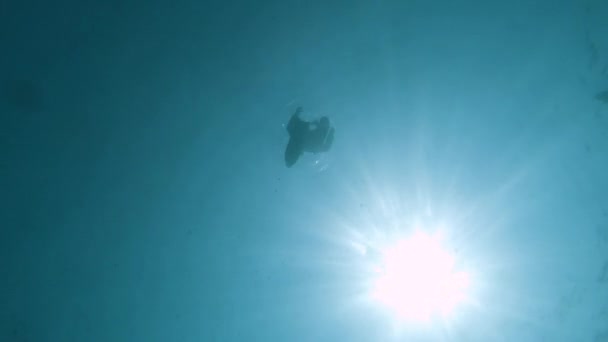 Freediver Swimming Away Camera Surface Sun Fish — Vídeos de Stock