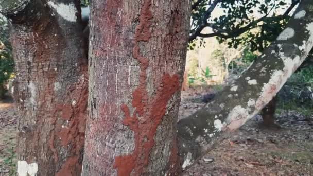 Close Zoom Shot Termite Mound Tree Trunk — Stock video