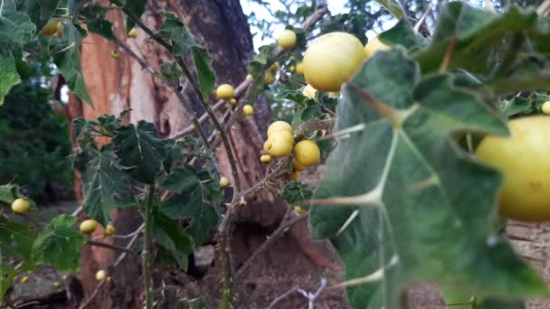 Escena Campestre Con Frutas Manzana Soda Hojas Espinosas Zoom Enfoque — Vídeo de stock