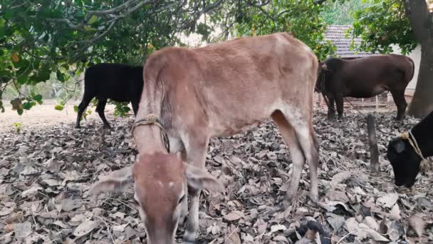 Scene Cows Tied Tree Shooing Insects Tail Close Static — Stockvideo