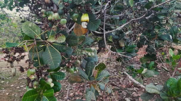 Cashew Nuts Shells Cashew Apple Growing Tree Close Static — Stok video