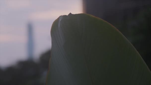 Natura Grande Bella Foglia Verde All Alba Panning Sinistra Destra — Video Stock