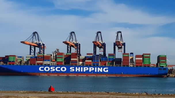 Cosco Shipping Vessel Moored Euromax Terminal Gantry Cranes Moving Cargo — Stock Video