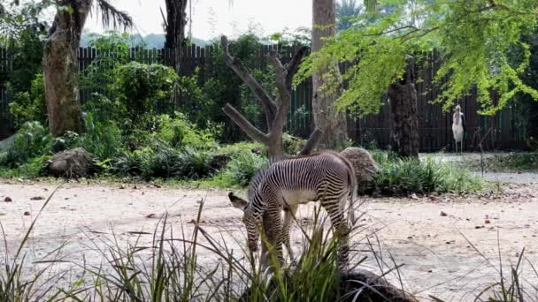 シンガポールのサファリ動物園の動物園の囲いの中のチラシの木に頭を引っ掻いて かわいい新生ゼブラウォーキングソロ マンダイ野生動物保護区 — ストック動画