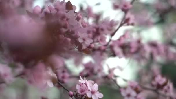春天绽放着美丽的樱桃树 — 图库视频影像