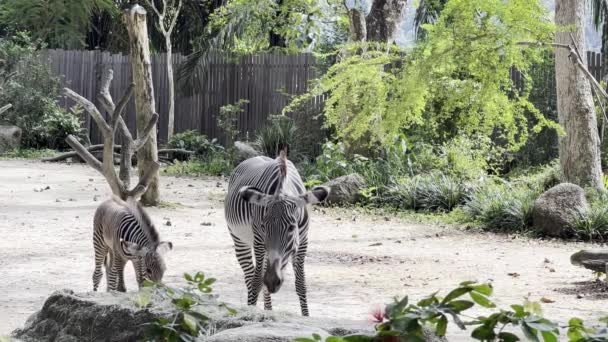 Liten Baby Zebra Promenader Mot Sin Mor Och Börja Dricka — Stockvideo