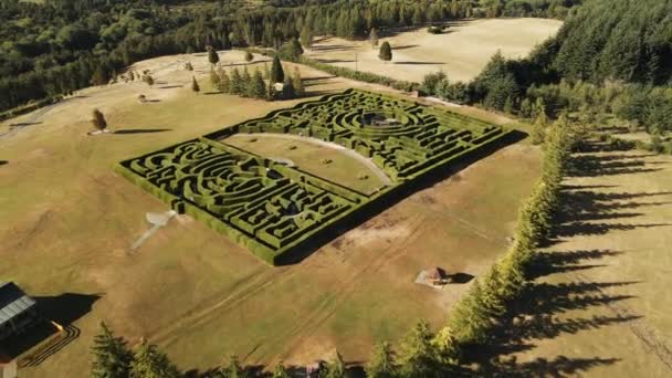 Aerial Dolly Out Laberinto Patagonia Hedge Maze Attraction Surrounded Pine — Video Stock