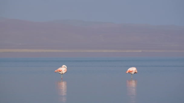 Dois Flamingos Cor Rosa São Refletidos Águas Rasas Oceano Perto — Vídeo de Stock
