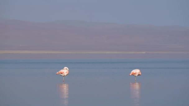 Due Fenicotteri Rosa Riflettono Acque Poco Profonde Dell Oceano Vicino — Video Stock