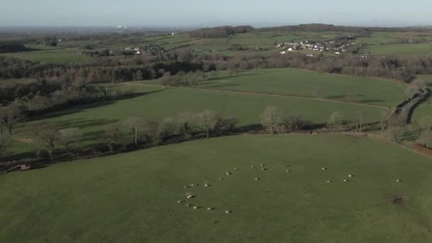 Bucolic English Countryside Green Pastures White Sheep — стоковое видео