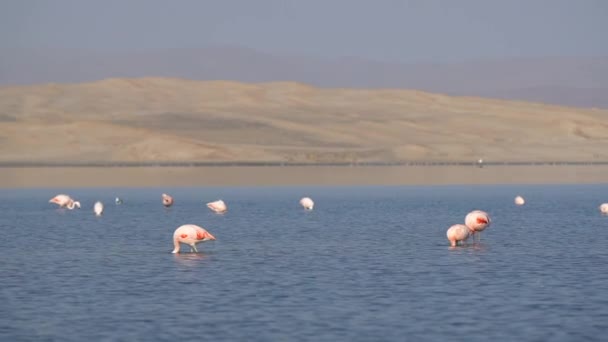 粉红火烈鸟把泥泞的湖底踢起来 找到藏在那里的猎物 — 图库视频影像