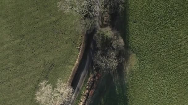 Verticale Aerea Guarda Giù Albero Tortuoso Allineato Strada Campagna Inglese — Video Stock