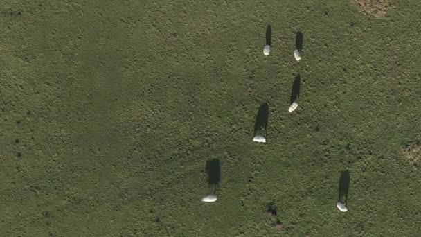 Çimenli Tarlada Uzun Sabah Gölgeleri Olan Koyunların Tepeden Aşağı Manzarası — Stok video