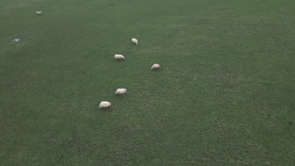 Adorable Fluffy White Sheep Eat Grass English Field Aerial View — Stock videók