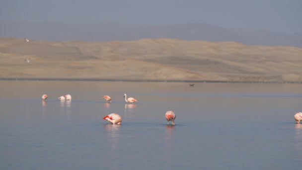 Flamingos Exhibit Intelligent Feeding Behaviour Shallow Lagoon — ストック動画