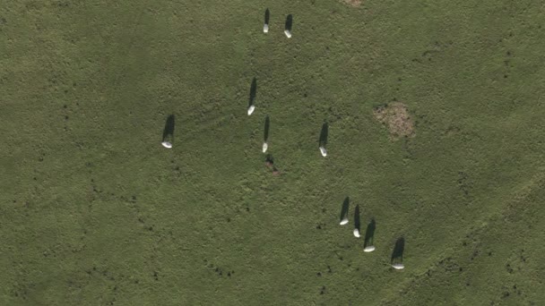 Aérea Vertical Oveja Blanca Grasa Con Lana Comer Pastos Verdes — Vídeos de Stock