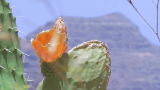 Bee Pollinates Cactus Flower Windy Day — Stockvideo