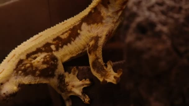 Close Corpo Gecko Com Detalhes Pele — Vídeo de Stock