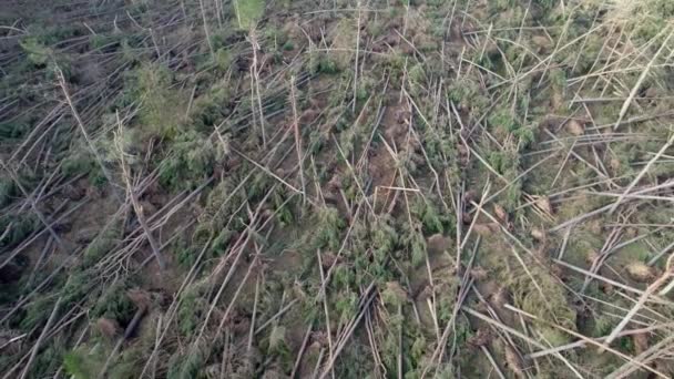 Filmreife Drohnenaufnahmen Die Hoch Über Einem Verwüsteten Wald Aus Windgewehten — Stockvideo